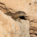 Lilford´s wall lizard (Podarcis lilfordi) Garry Smith